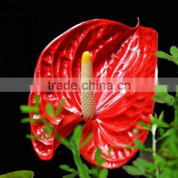 fancy items Anthurium wholesale mens names of flowers used for decoration