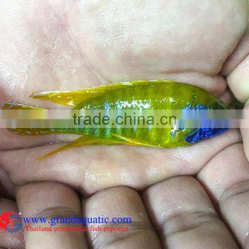 Quality Malawi Cichid Fish Export Company for Company Importer photo-5