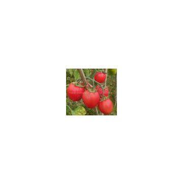 tomato seeds supply