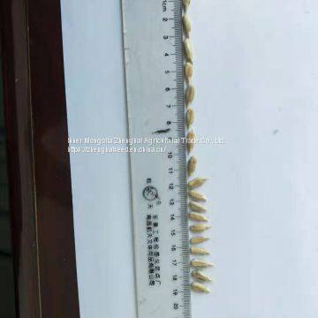 New Crop Sunflower Seed of Type 601 photo-2