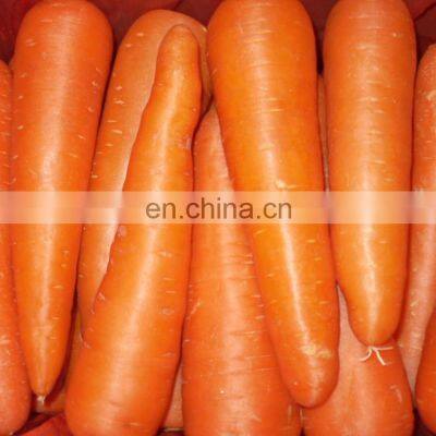 Sinocharm A Grade 2022 Crop IQF Frozen Carrot Strip photo-4