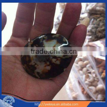 Cellana testudinaria shell natural seashell 5-7cm 100pcs/bag accept paypal