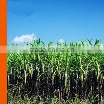 Biodegradable Plant Fiber Cane Tray photo-6