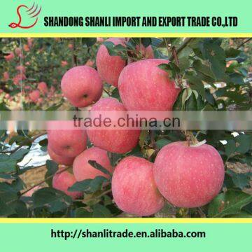 fresh yantai fuji apple/wholesale apples