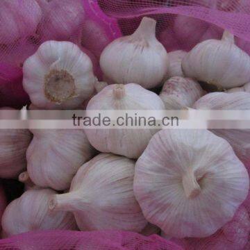 2016 Fresh White Garlic/Dried garlic,Fresh Style and Garlic Type dried garlic