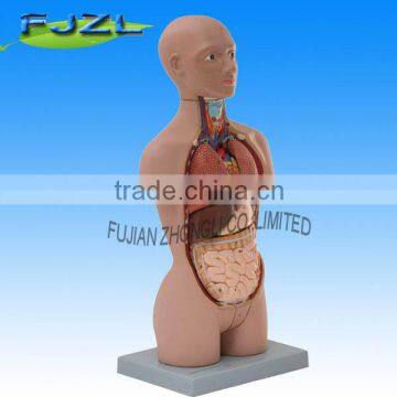 Mini anatomy human Torso model,Dual-Sex (Caucasian Type)