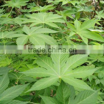 Sweet Tea Leaf 100mesh , 280mesh Sweet Tea ExtractRubusoside Natural Sweetener OEM Service photo-4