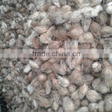 Coconutst From Orisa photo-5