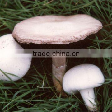 Chaga Mushroom Extract 10% polysaccharides