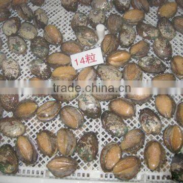 Fresh Frozen Abalone Shell on photo-2