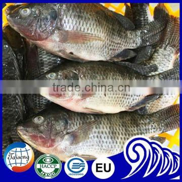 China IQF Tilapia Tilapia Suppliers