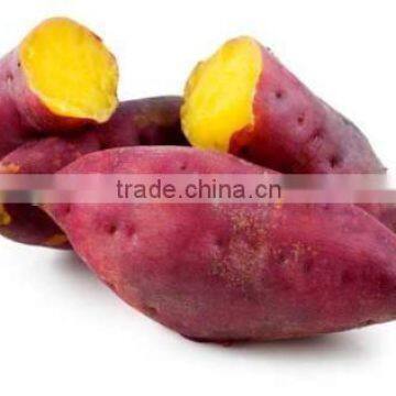 Fresh sweet Potatoes best price from Vietnam