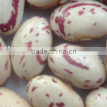 All Type Light Speckled Kidney Beans (factory)