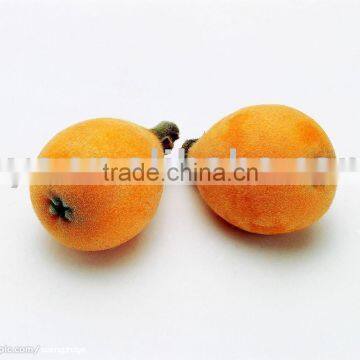 Loquat