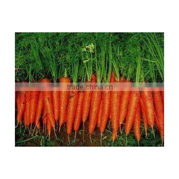 Carrots