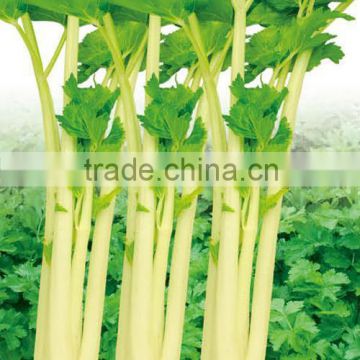 Yeloow celery seeds apium seeds for growing