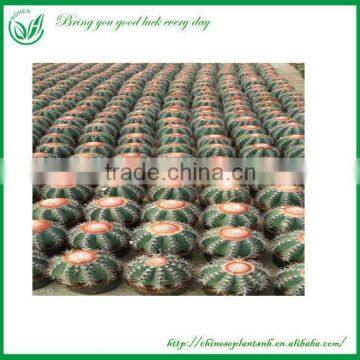 Melocactus Amoenus
