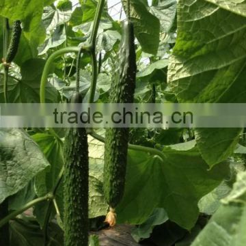 Hybrid cucumber seeds Winter F1