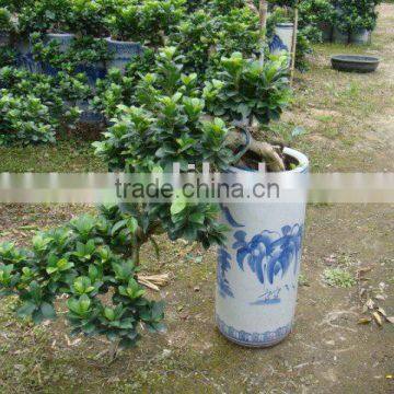 Ficus microcarpa/Ficus bonsai/Ficus tree