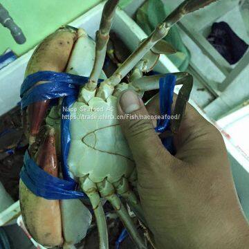 Norwegian Red King Crab, King Crab Legs With Clusters,Live Red King Crab Mud Crab, Live Dungeness Crab photo-2