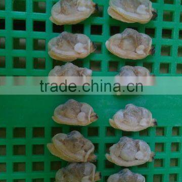 Liaoning Local Seafood Products Frozen Yellow Clam Meat photo-3