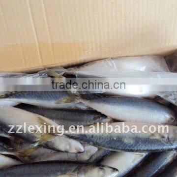 Frozen Whole Round Pacific Makerel photo-3