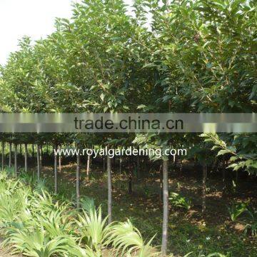 Prunus serrulata nursery