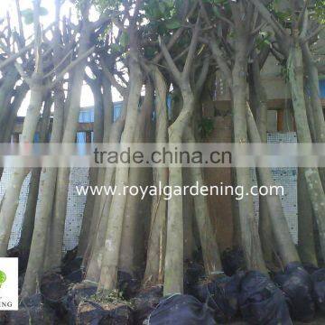 Ficus Altissima Tropical Trees Plants photo-4