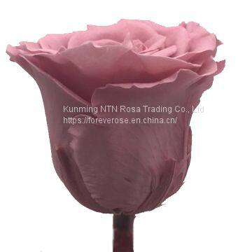 Buy Forever Rose With Best Quality at Lowest Price From Kunming photo-2