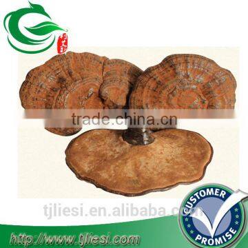 supply ganoderma not extract