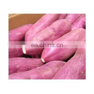 Organic Fresh SWEET POTATOES/NEW SCROP HIGH QUALITY SWEET POTATO FROM VIETNAM