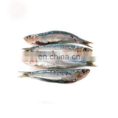 price frozen sardine fish sardine exporters