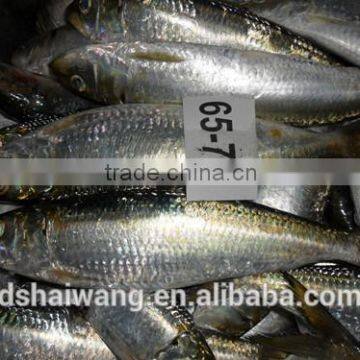 Landing frozen sardine with size 65 - 70 pcs / 10 kg