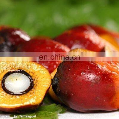 Superior Quality Palm Oil Sterilizer | Palm Oil Extraction Plant