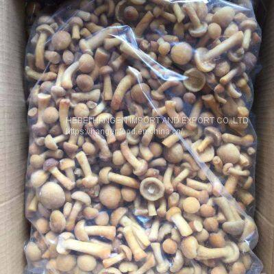 IQF Frozen Nameko Pilztaste Pilztaste photo-2