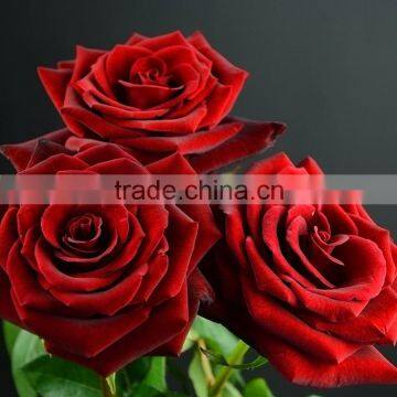 Factory new coming natural black magic rose