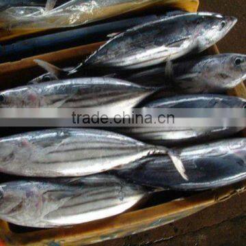 SKIPJACK TUNA