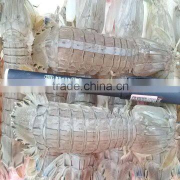 Frozen Squilla Mantis Shrimp photo-2