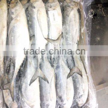 FROZEN HORSE MACKEREL