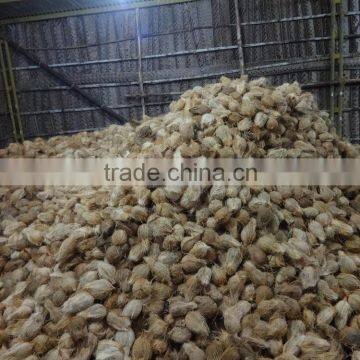 Exporters Of Fresh Cocounts photo-2