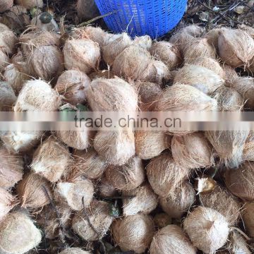 SEMI HUSKED COCONUT /FULL HUSKED COCONUT - SKYPE :TIMUOI88