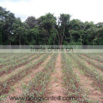 Good Quality Oolong Tea - High Grade Vietnam Oolong Tea photo-6
