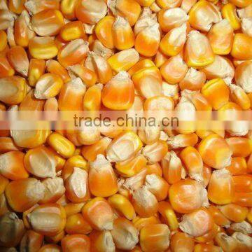 YELLOW MAIZE