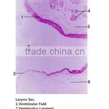 Medical slides/ Prepared Microscope Histology slides/Epithelium Sec. Slides