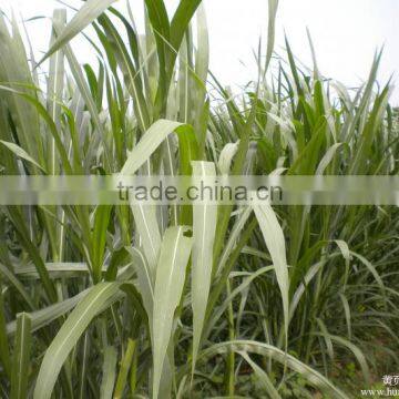 High Output Screw Oak Grass Hydraulic Juice Press Machine for Sale photo-6