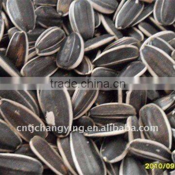 Raw Black Sunflower Seeds 5009