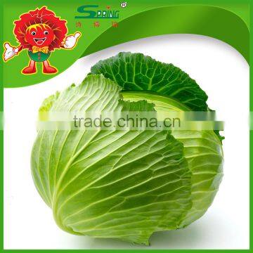 Brands fresh Chinese round cabbage