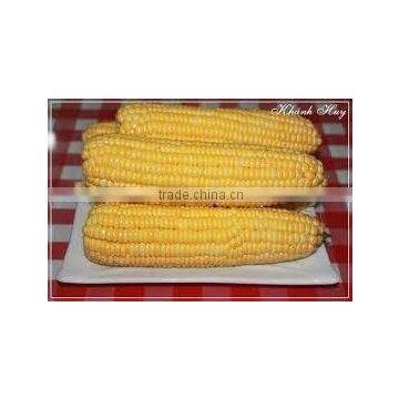 FRESH AND FROZEN YELLOW CORN FROM VIET NAM