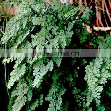 Adiantum capillus-veneris (Common Maidenhair Fern)