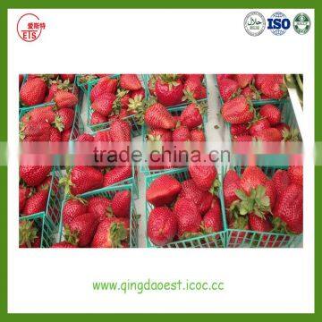 Fresh Strawberry for Sale From Jiangsu Province China photo-5
